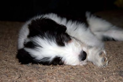 DMPups8567.jpg