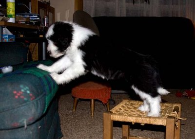 DMPups8573.jpg
