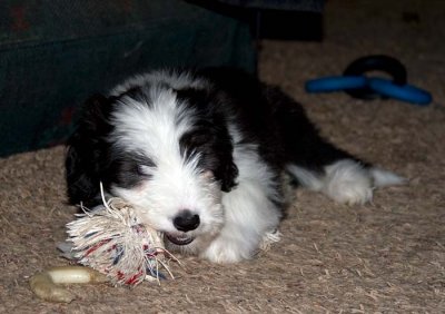 DMPups8575.jpg