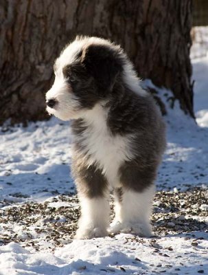 DMPups8578.jpg