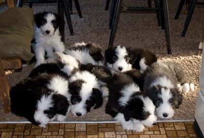 DMPups8585.jpg