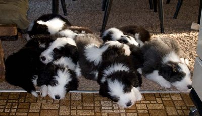 DMPups8588.jpg