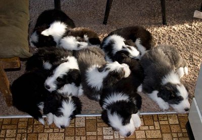 DMPups8589.jpg