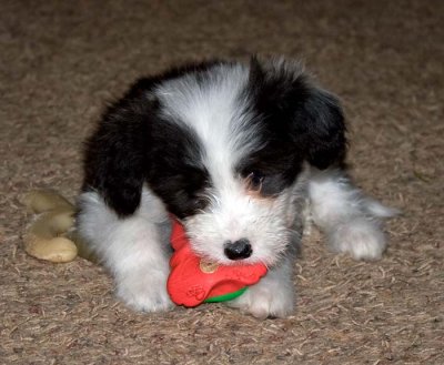DMPups8591.jpg