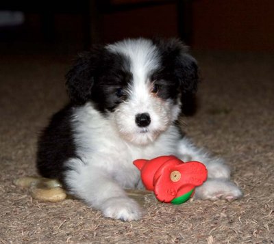 DMPups8593.jpg