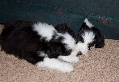 DMPups8598.jpg