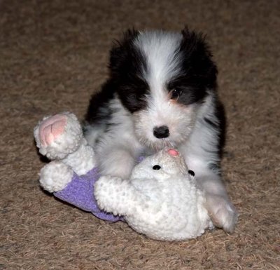 DMPups8600.jpg