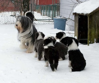 DMPups8604.jpg
