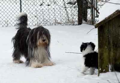 DMPups8611.jpg