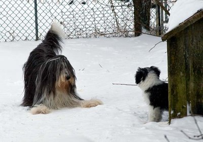 DMPups8612.jpg