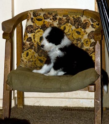 DMPups8614.jpg