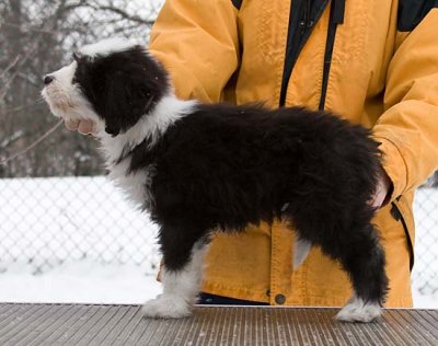 Danni x Merlin Litter - Stacked photos at 9 weeks