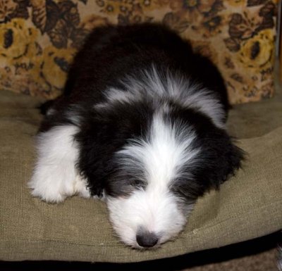 DMPups9014.jpg