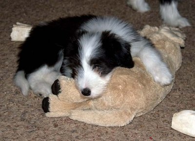 DMPups9019.jpg