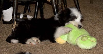 DMPups9023.jpg