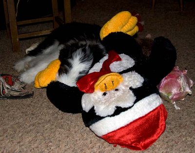 DMPups9042.jpg