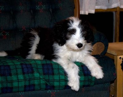 DMPups9150.jpg