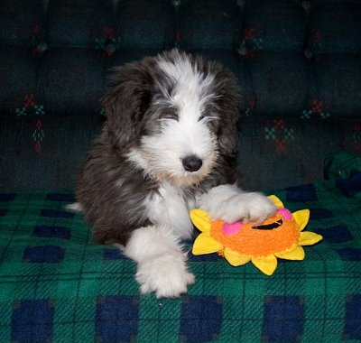 Danni x Merlin Litter - 3 to 4 months