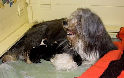 Ellie the Bearded Collie and her newborn puppies