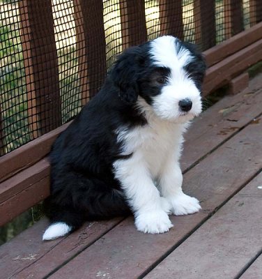 Ellie the Bearded Collie's puppies at 7 weeks