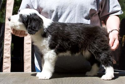 Ellie the Bearded Collie's puppies at 7 weeks