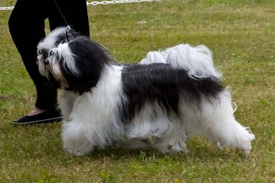 2009 Valley Kennel Club Dog Show
