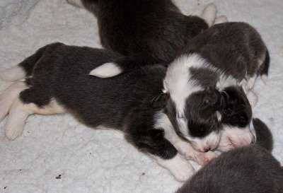 FrankiePups1391B.jpg