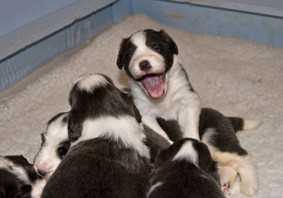 FrankiePups1393.jpg