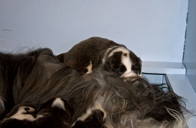 FrankiePups1395.jpg
