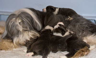 FrankiePups1398.jpg
