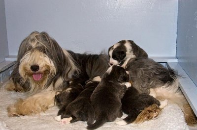 FrankiePups1400.jpg