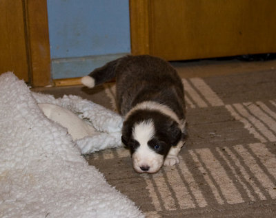 FrankiePups1401.jpg