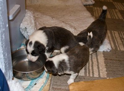 FrankiePups1402.jpg