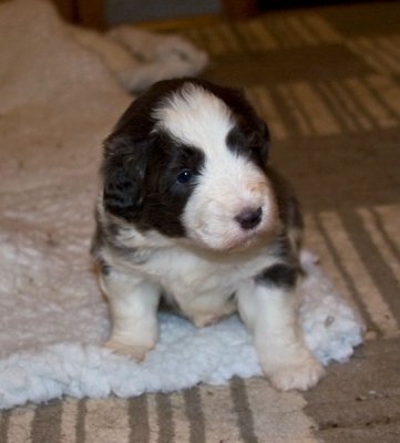 FrankiePups1404.jpg