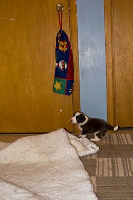 FrankiePups1407.jpg