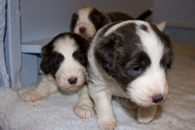 FrankiePups1408.jpg