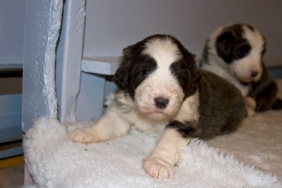 FrankiePups1409.jpg