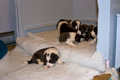 FrankiePups1410.jpg