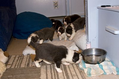 FrankiePups1411.jpg