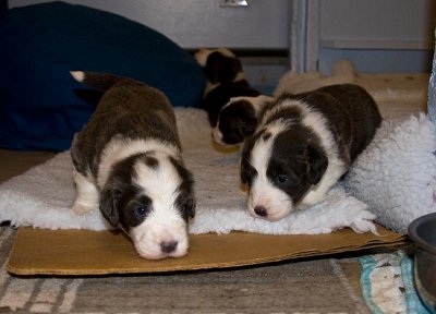 FrankiePups1412.jpg