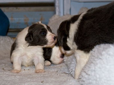 FrankiePups1413.jpg