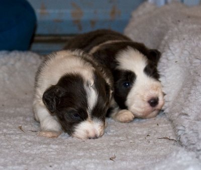 FrankiePups1414.jpg