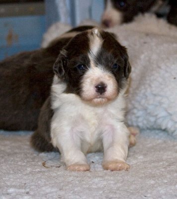 FrankiePups1415.jpg