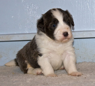 FrankiePups1417.jpg