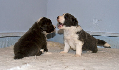 FrankiePups1419.jpg