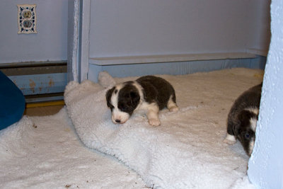 FrankiePups1421.jpg