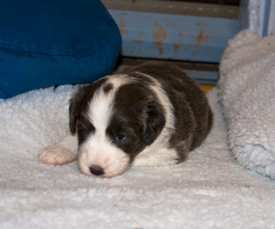 FrankiePups1422.jpg