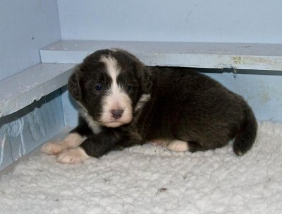 FrankiePups1423.jpg