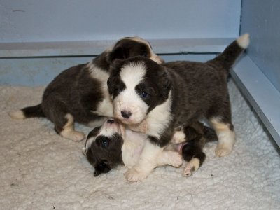 FrankiePups1425.jpg