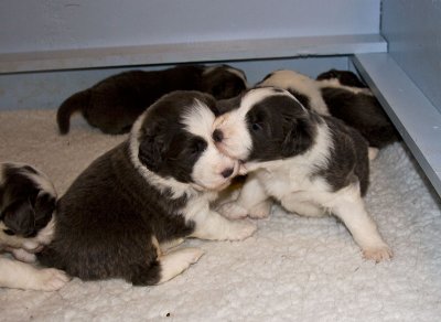FrankiePups1428.jpg
